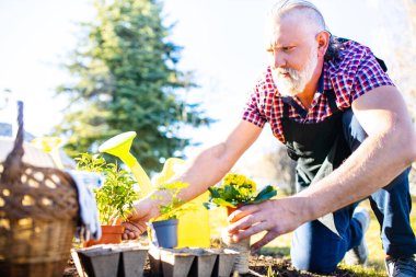 Güneşli bir günde bahçesinde gri sakallı ve saçları olan yaşlı beyaz bir adam..