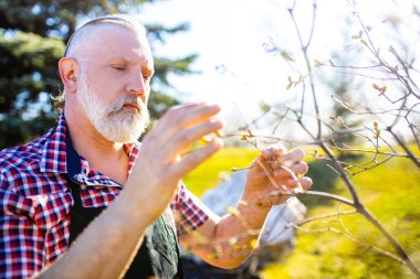 Baharda bahçede beyaz saçlı ve sakallı adam .