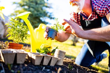 Güzel görünümlü gri saçlı sakallı adam emekli serada fideleri suluyor güneşli bahar gününde. .