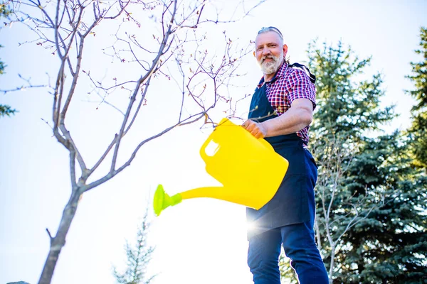 Güzel görünümlü, gri sakallı, emekli, güneşli bahar gününde ağaç fidelerini sulayan adam. .