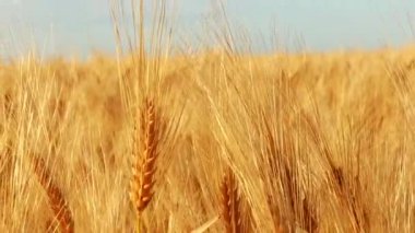 Olgun buğday buğdaylı sarı tarım tarlası