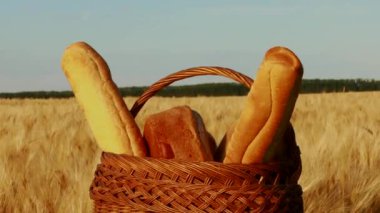 Olgun buğday ve mavi gökyüzü ile sarı tarım tarlası.