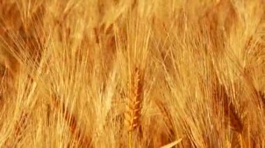 Olgun buğday buğdaylı sarı tarım tarlası