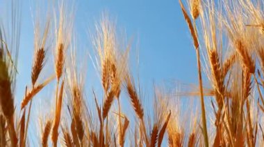 Olgun buğday buğdaylı sarı tarım tarlası.