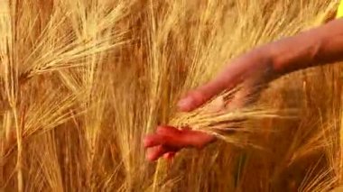 Olgun buğday buğdaylı sarı tarım tarlası