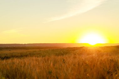 Çavdar ya da buğday tarlasında altın renkli günbatımı manzarası.