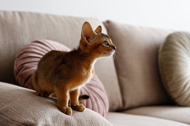 Evde iki aylık tarçınlı Habeş kedisi var. Oturma odasındaki bej renkli tekstil kanepesinde güzel safkan kısa saçlı kedi yavrusu. Kapat, kopyala boşluk, arkaplan.