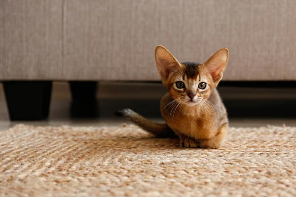 Zwei Monate Alte Zimt Abessinier Katze Hause Schöne Reinrassige Kurzhaarige — Stockfoto