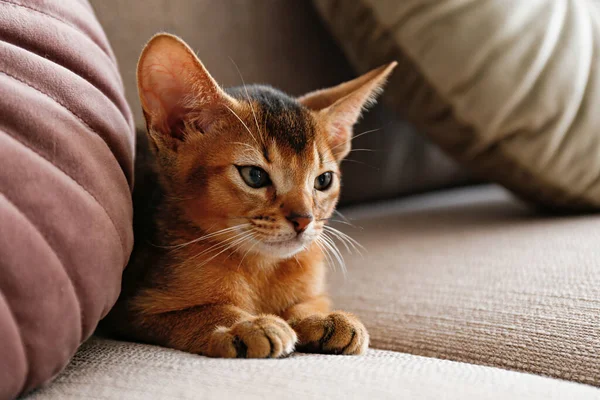 Twee Maanden Oude Kaneel Abessijn Kat Thuis Prachtige Kortharige Kitten — Stockfoto
