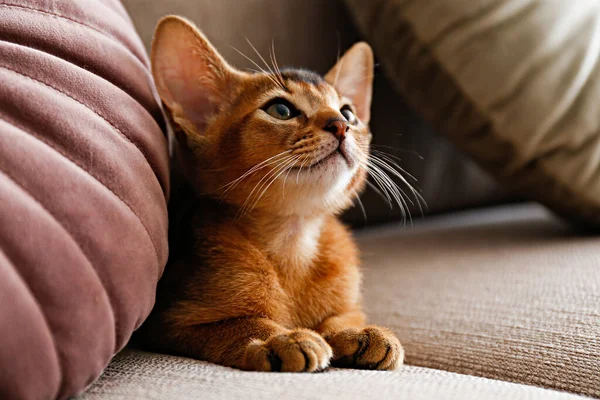 自宅で2ヶ月のシナモン アビシニア猫 リビングルームのベージュのテキスタイルソファの上に美しい純毛の短い髪の子猫 スペースをコピーし — ストック写真