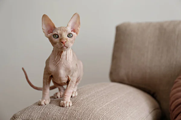 Zwei Monate Alte Kanadische Sphinx Katze Sitzt Auf Einer Couch — Stockfoto