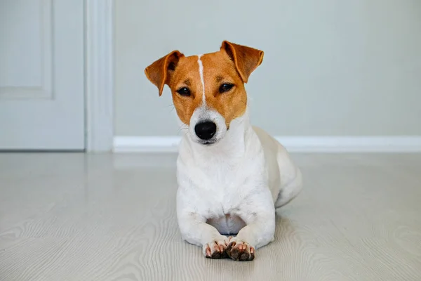 Curioso Cachorro Jack Russell Terrier Mirando Cámara Adorable Perrito Con — Foto de Stock