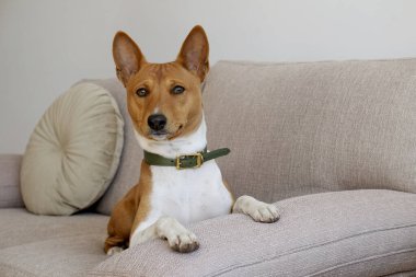 Bej renkli tekstil kanepesinde oturan iki yaşındaki koca kulaklı sevimli Basenji köpeği. Komik kürk lekeli, yeşil deri yakalı, sevimli bir köpek. Kapat, kopyala boşluk, arkaplan.