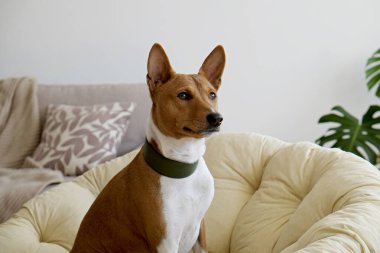 Köpek yatağında oturan koca kulaklı şirin uykucu Basenji. Dinlenme odasında dinlenen komik kürk lekeleri olan sevimli bir köpek. Kapat, metin ve arkaplan için boşluk kopyala.