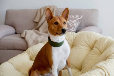 Köpek yatağında oturan koca kulaklı şirin uykucu Basenji. Dinlenme odasında dinlenen komik kürk lekeleri olan sevimli bir köpek. Kapat, metin ve arkaplan için boşluk kopyala.