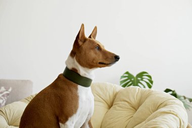 Köpek yatağında oturan koca kulaklı şirin uykucu Basenji. Dinlenme odasında dinlenen komik kürk lekeleri olan sevimli bir köpek. Kapat, metin ve arkaplan için boşluk kopyala.
