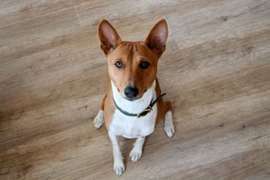 Koca kulaklı, ahşap zeminde oturan iki yaşındaki sevimli Basenji köpeği. Komik kürk lekeli, yeşil deri yakalı, sevimli bir köpek. Kapat, kopyala boşluk, arkaplan.