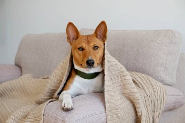 Bej renkli tekstil kanepesinde oturan iki yaşındaki koca kulaklı sevimli Basenji köpeği. Komik kürk lekeli, yeşil deri yakalı, sevimli bir köpek. Kapat, kopyala boşluk, arkaplan.