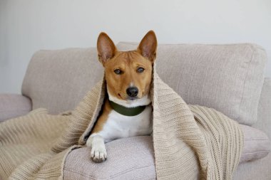 Cute two year old Basenji dog with big ears sitting on beige textile couch. Small adorable doggy with funny fur stains, wearing green leather collar at home. Close up, copy space, background. clipart