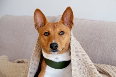 Bej renkli tekstil kanepesinde oturan iki yaşındaki koca kulaklı sevimli Basenji köpeği. Komik kürk lekeli, yeşil deri yakalı, sevimli bir köpek. Kapat, kopyala boşluk, arkaplan.