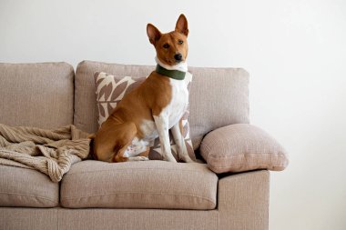 Bej renkli tekstil kanepesinde oturan iki yaşındaki koca kulaklı sevimli Basenji köpeği. Komik kürk lekeli, yeşil deri yakalı, sevimli bir köpek. Kapat, kopyala boşluk, arkaplan.