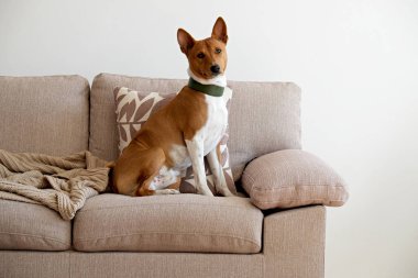 Cute two year old Basenji dog with big ears sitting on beige textile couch. Small adorable doggy with funny fur stains, wearing green leather collar at home. Close up, copy space, background. clipart