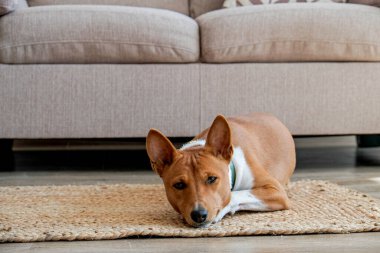 Hasır bir halıya serilmiş koca kulaklı şirin Basenji köpeği. Evdeki halının üzerinde kırmızı ve beyaz işaretli küçük sevimli köpek. Kapat, metin için boşluk kopyala, iç arkaplan.
