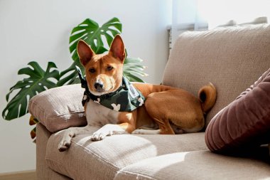 Bej renkli tekstil kanepesinde oturan iki yaşındaki koca kulaklı sevimli Basenji köpeği. Komik kürk lekeli, yeşil deri yakalı, sevimli bir köpek. Kapat, kopyala boşluk, arkaplan.