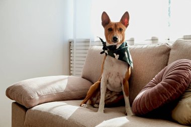 Bej renkli tekstil kanepesinde oturan iki yaşındaki koca kulaklı sevimli Basenji köpeği. Evde yeşil bandana takan kırmızı ve beyaz kürklü küçük sevimli köpek. Kapat, kopyala boşluk, arkaplan.