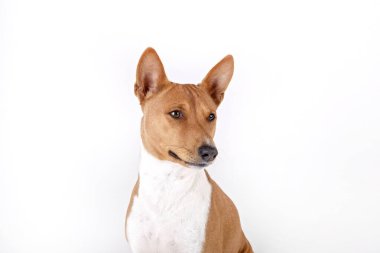 Beyaz arka planda izole edilmiş büyük kulaklı iki yaşındaki Basenji köpeğinin portresi. Kırmızı ve beyaz kürklü küçük sevimli köpek. Kapat, boşluğu kopyala.