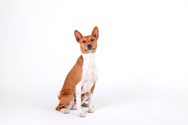 Beyaz arka planda izole edilmiş büyük kulaklı iki yaşındaki Basenji köpeğinin portresi. Kırmızı ve beyaz kürklü küçük sevimli köpek. Kapat, boşluğu kopyala.
