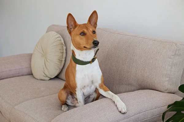 Bej renkli tekstil kanepesinde oturan iki yaşındaki koca kulaklı sevimli Basenji köpeği. Komik kürk lekeli, yeşil deri yakalı, sevimli bir köpek. Kapat, kopyala boşluk, arkaplan.
