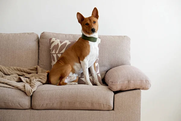 Bonito Cão Basenji Dois Anos Com Orelhas Grandes Sentado Sofá — Fotografia de Stock