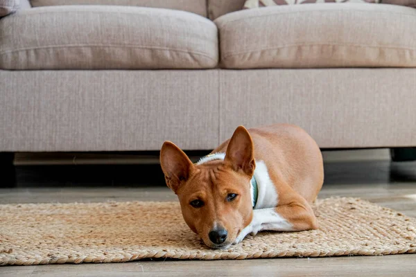 可爱的巴森吉狗 大耳朵躺在柳条地毯上 在家里的地毯上躺着一条红色和白色斑纹的可爱的小狗 复制文本的空间 内部背景 — 图库照片