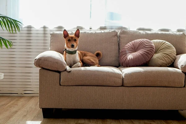 可爱的两岁的巴森吉狗 大耳朵坐在米黄色的纺织品沙发上 小可爱的小狗 毛皮污迹有趣 穿着绿色皮领在家里 复制空间 — 图库照片
