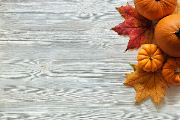 Bunch Pumpkins Different Kinds Shapes Colors Red Yellow Maple Leaves — Stock Photo, Image