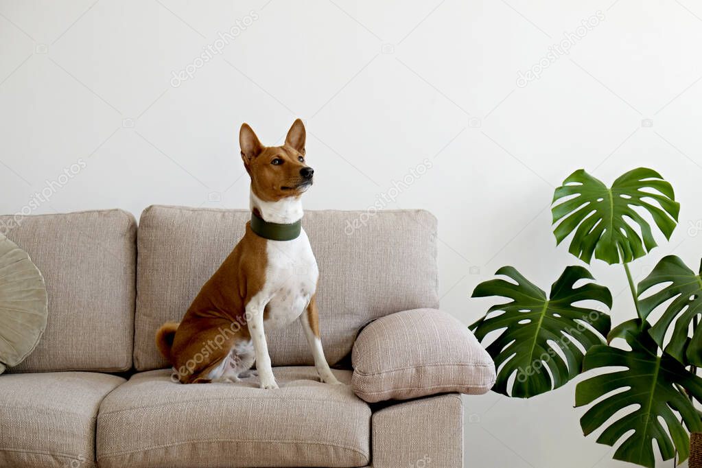 Cute two year old Basenji dog with big ears sitting on beige textile couch. Small adorable doggy with funny fur stains, wearing green leather collar at home. Close up, copy space, background.