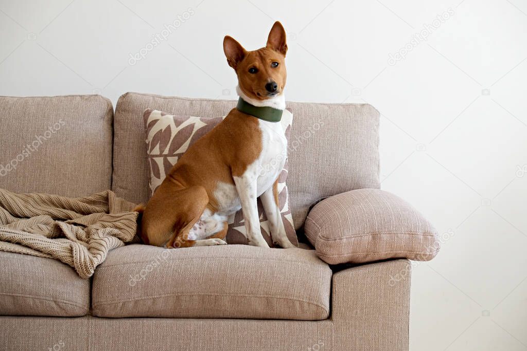 Cute two year old Basenji dog with big ears sitting on beige textile couch. Small adorable doggy with funny fur stains, wearing green leather collar at home. Close up, copy space, background.
