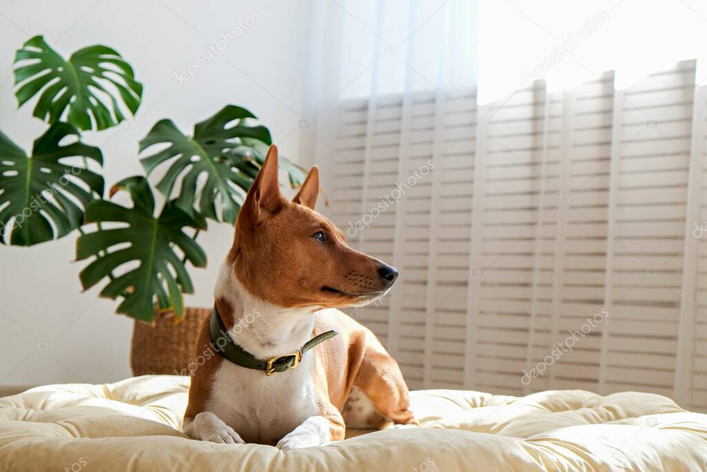 Cute sleepy Basenji with big ears sitting in a dog bed. Small adorable doggy with funny fur stains resting in a lounger. Close up, copy space for text, background.
