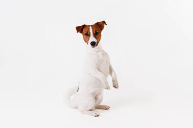 Yüzünde kahverengi lekeler olan, beyaz arka planda izole edilmiş şirin, genç Jack Russell Terrier yavrusunu yakından çek. Katlanmış kulakları olan sevimli küçük bir köpeğin stüdyo fotoğrafı. Metin için alanı kopyala.