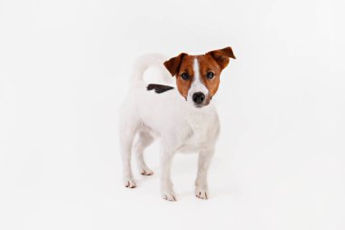 Yüzünde kahverengi lekeler olan, beyaz arka planda izole edilmiş şirin, genç Jack Russell Terrier yavrusunu yakından çek. Katlanmış kulakları olan sevimli küçük bir köpeğin stüdyo fotoğrafı. Metin için alanı kopyala.