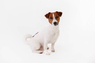 Yüzünde kahverengi lekeler olan, beyaz arka planda izole edilmiş şirin, genç Jack Russell Terrier yavrusunu yakından çek. Katlanmış kulakları olan sevimli küçük bir köpeğin stüdyo fotoğrafı. Metin için alanı kopyala.