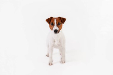 Yüzünde kahverengi lekeler olan, beyaz arka planda izole edilmiş şirin, genç Jack Russell Terrier yavrusunu yakından çek. Katlanmış kulakları olan sevimli küçük bir köpeğin stüdyo fotoğrafı. Metin için alanı kopyala.