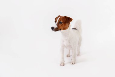 Yüzünde kahverengi lekeler olan, beyaz arka planda izole edilmiş şirin, genç Jack Russell Terrier yavrusunu yakından çek. Katlanmış kulakları olan sevimli küçük bir köpeğin stüdyo fotoğrafı. Metin için alanı kopyala.