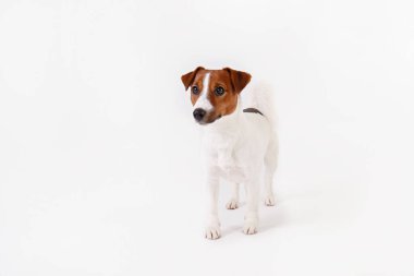 Yüzünde kahverengi lekeler olan, beyaz arka planda izole edilmiş şirin, genç Jack Russell Terrier yavrusunu yakından çek. Katlanmış kulakları olan sevimli küçük bir köpeğin stüdyo fotoğrafı. Metin için alanı kopyala.