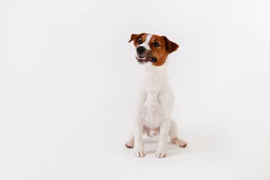 Yüzünde kahverengi lekeler olan, beyaz arka planda izole edilmiş şirin, genç Jack Russell Terrier yavrusunu yakından çek. Katlanmış kulakları olan sevimli küçük bir köpeğin stüdyo fotoğrafı. Metin için alanı kopyala.