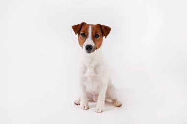 Yüzünde kahverengi lekeler olan, beyaz arka planda izole edilmiş şirin, genç Jack Russell Terrier yavrusunu yakından çek. Katlanmış kulakları olan sevimli küçük bir köpeğin stüdyo fotoğrafı. Metin için alanı kopyala.