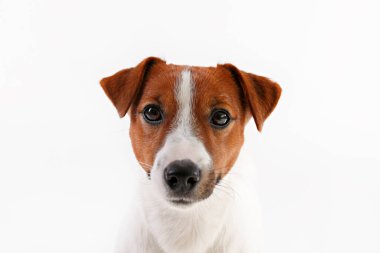 Yüzünde kahverengi lekeler olan, beyaz arka planda izole edilmiş şirin, genç Jack Russell Terrier yavrusunu yakından çek. Katlanmış kulakları olan sevimli küçük bir köpeğin stüdyo fotoğrafı. Metin için alanı kopyala.