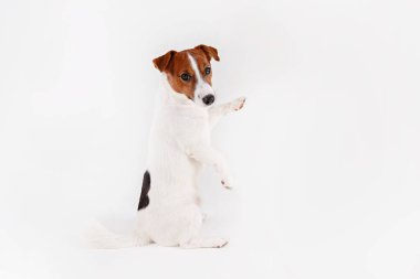 Yüzünde kahverengi lekeler olan, beyaz arka planda izole edilmiş şirin, genç Jack Russell Terrier yavrusunu yakından çek. Katlanmış kulakları olan sevimli küçük bir köpeğin stüdyo fotoğrafı. Metin için alanı kopyala.