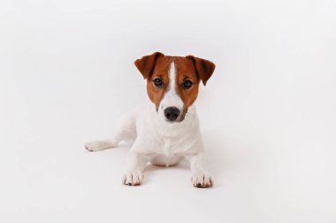 Yüzünde kahverengi lekeler olan, beyaz arka planda izole edilmiş şirin, genç Jack Russell Terrier yavrusunu yakından çek. Katlanmış kulakları olan sevimli küçük bir köpeğin stüdyo fotoğrafı. Metin için alanı kopyala.